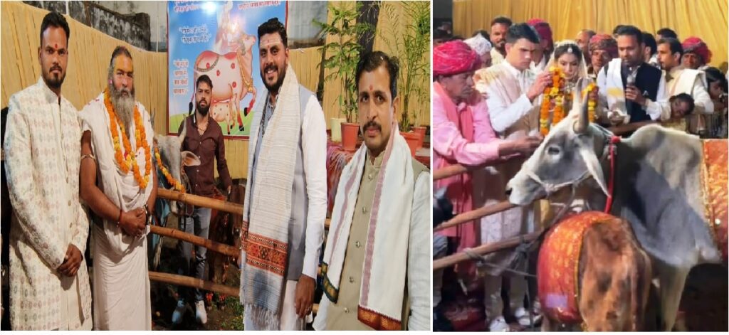 Bhilwara में आदर्श विवाह: गौ पूजन, बालिकाओं का भोजन और 101 पौधों से हरियाली का संकल्प