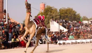 International camel festival 2026: 9 से 11 जनवरी तक बीकानेर में सांस्कृतिक, पर्यटन और विरासत कार्यक्रमों की धूम