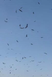 अंतरराष्ट्रीय ऊंट उत्सव के दौरान जोड़बीड़ में बर्ड फेस्टिवल, गिद्ध संरक्षण क्षेत्र बना आकर्षण का केंद्र