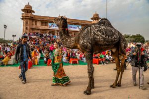 International camel festival 2026: 9 से 11 जनवरी तक बीकानेर में सांस्कृतिक, पर्यटन और विरासत कार्यक्रमों की धूम