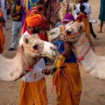 International camel festival 2026: 9 से 11 जनवरी तक बीकानेर में सांस्कृतिक, पर्यटन और विरासत कार्यक्रमों की धूम