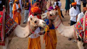 International camel festival 2026: 9 से 11 जनवरी तक बीकानेर में सांस्कृतिक, पर्यटन और विरासत कार्यक्रमों की धूम