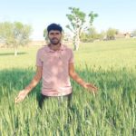 उच्च तापमान से गेहूं की फसल बचाने के लिए कृषि वैज्ञानिकों की एडवाइजरी जारी
