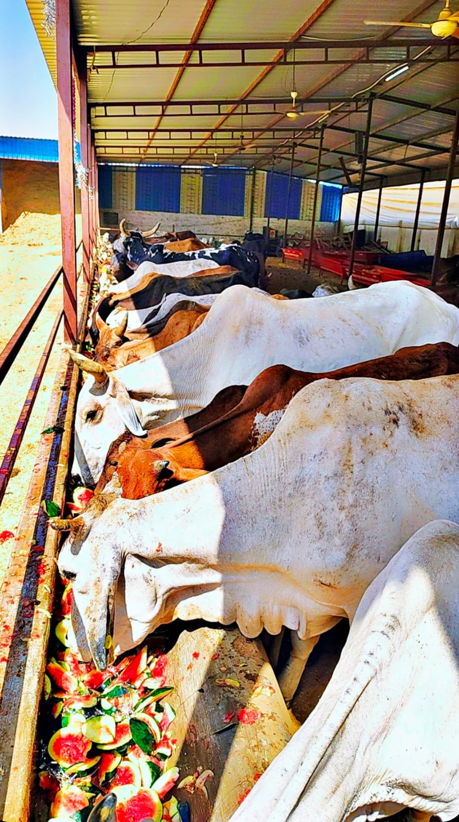 उप खंड श्रीडूंगरगढ़ के गांव कोटासर की श्री करणी गौशाला में पिंपल पूर्णिमा पर सामूहिक रूप से 21 क्विटंल तरबूज गौ सेवा भंडारा