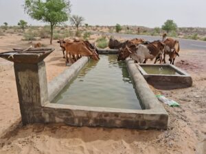 गौ सेवा का पर्याय बनी गौ सेवार्थ सुंदरकांड समिति, 35 वर्षों से निरंतर कर रही सेवा