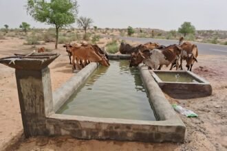 गौ सेवा का पर्याय बनी गौ सेवार्थ सुंदरकांड समिति, 35 वर्षों से निरंतर कर रही सेवा 