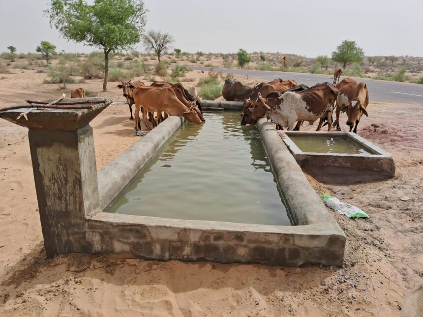 गौ सेवा का पर्याय बनी गौ सेवार्थ सुंदरकांड समिति, 35 वर्षों से निरंतर कर रही सेवा