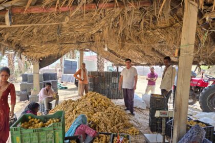 बीकानेर बना खजूर की खेती का नया हब: किसानों को मिल रहा 80 रुपये प्रति किलो तक भाव, 75% अनुदान का लाभ