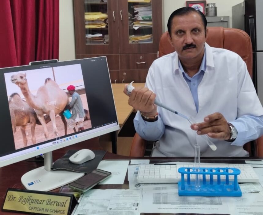 ऊंटनी के दूध पर शोध को मिली बड़ी उपलब्धि, डॉ. राजकुमार बेरवाल को भारत सरकार से पेटेंट